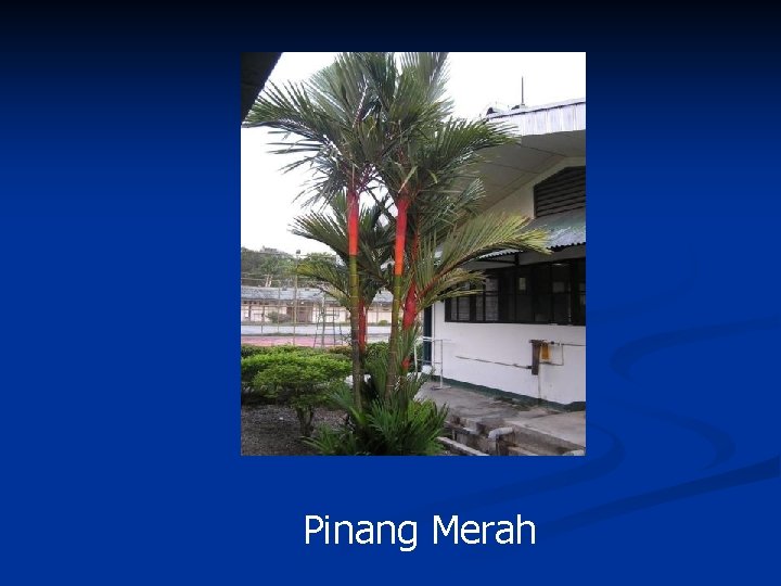 Pinang Merah 