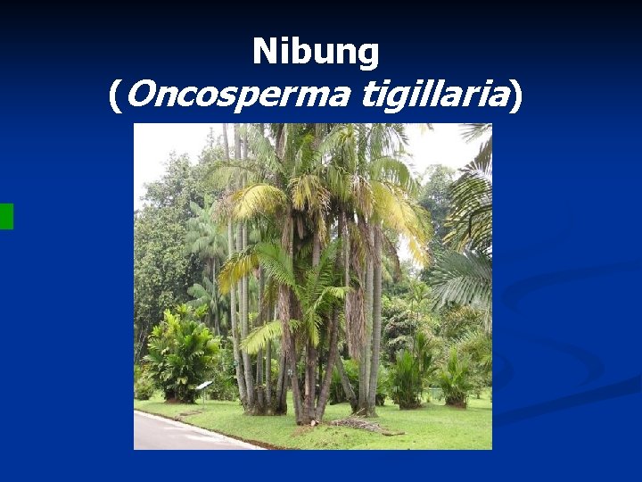 Nibung (Oncosperma tigillaria) 