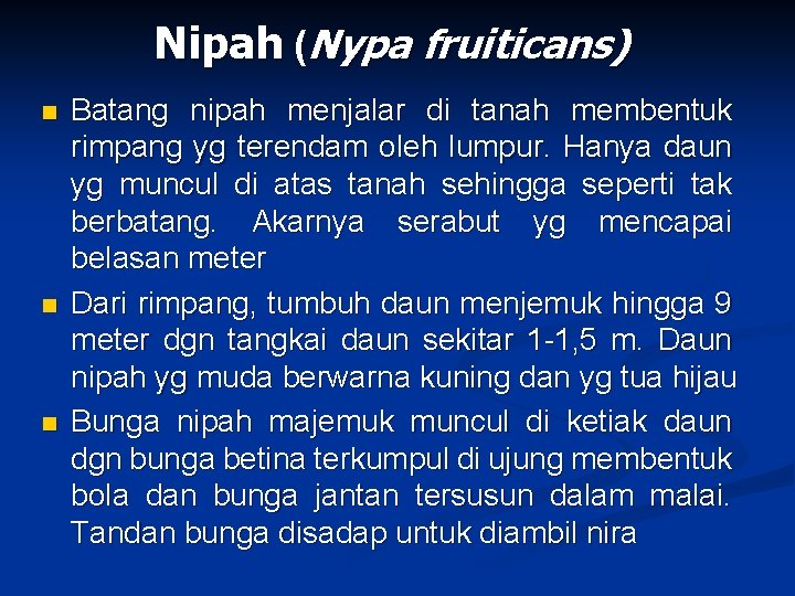 Nipah (Nypa fruiticans) n n n Batang nipah menjalar di tanah membentuk rimpang yg