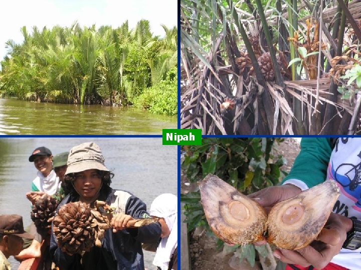 Nipah 