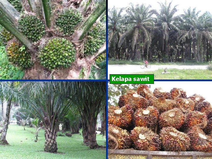 Kelapa sawit 