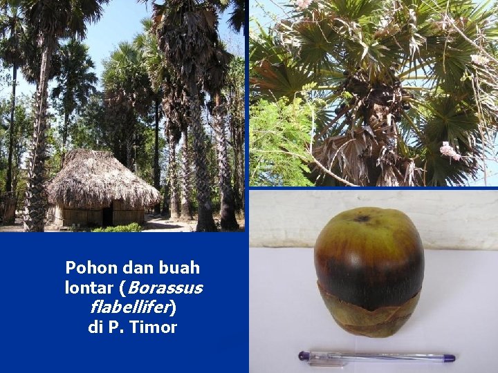 Pohon dan buah lontar (Borassus flabellifer) di P. Timor 