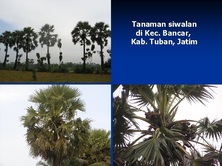 Tanaman siwalan di Kec. Bancar, Kab. Tuban, Jatim 