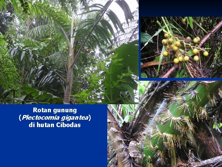Rotan gunung (Plectocomia gigantea) di hutan Cibodas 