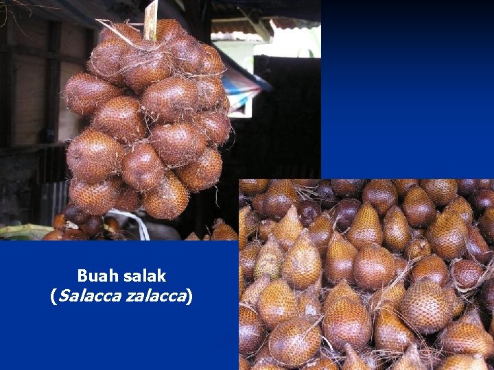Buah salak (Salacca zalacca) 