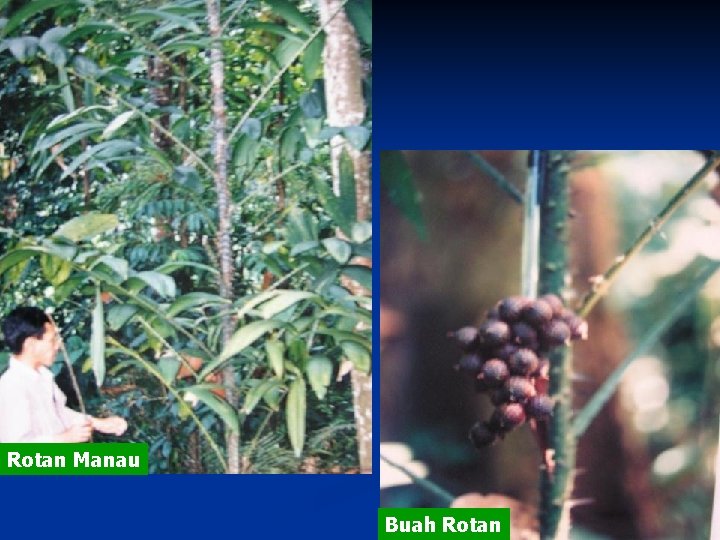 Rotan Manau Buah Rotan 