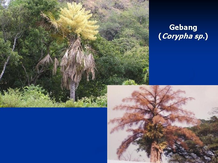 Gebang (Corypha sp. ) 