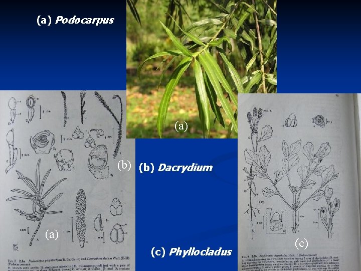 (a) Podocarpus (a) (b) Dacrydium (a) (c) Phyllocladus (c) 