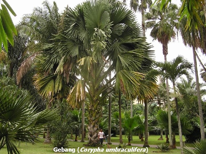 Gebang (Corypha umbraculifera) 