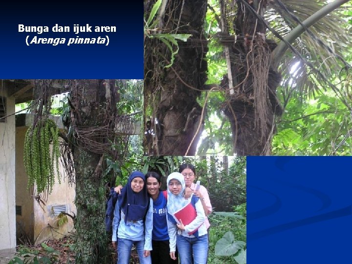 Bunga dan ijuk aren (Arenga pinnata) 