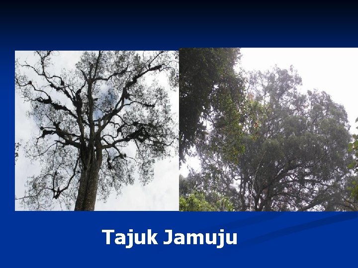 Tajuk Jamuju 