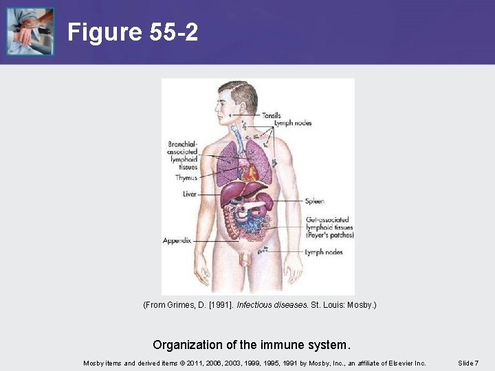 Figure 55 -2 (From Grimes, D. [1991]. Infectious diseases. St. Louis: Mosby. ) Organization