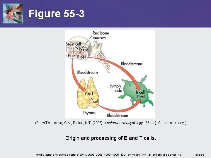 Figure 55 -3 (From Thibodeau, G. A. , Patton, K. T. [2007]. Anatomy and