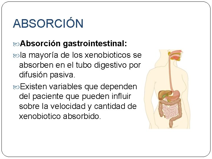 ABSORCIÓN Absorción gastrointestinal: la mayoría de los xenobioticos se absorben en el tubo digestivo