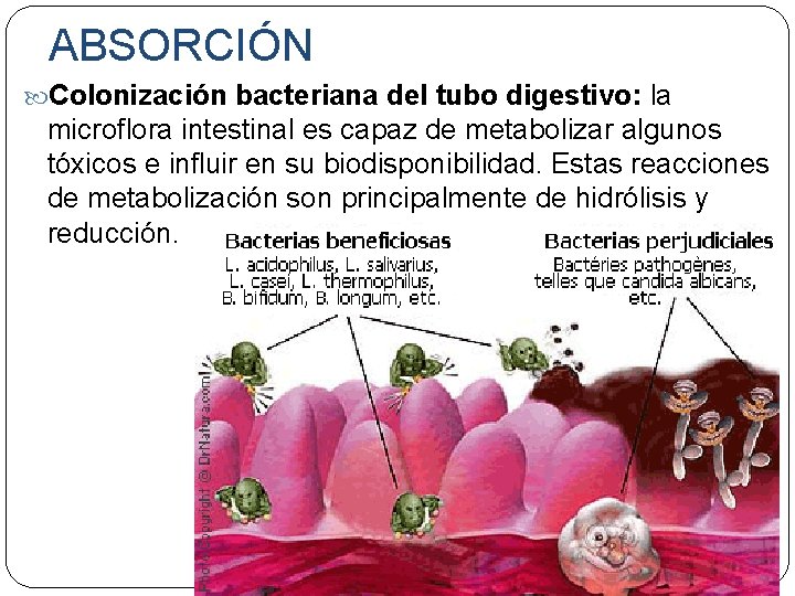 ABSORCIÓN Colonización bacteriana del tubo digestivo: la microflora intestinal es capaz de metabolizar algunos