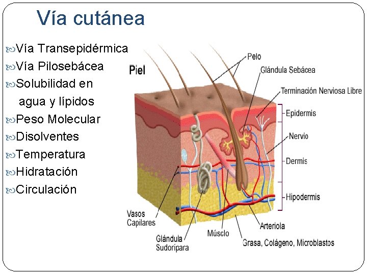 Vía cutánea Vía Transepidérmica Vía Pilosebácea Solubilidad en agua y lípidos Peso Molecular Disolventes