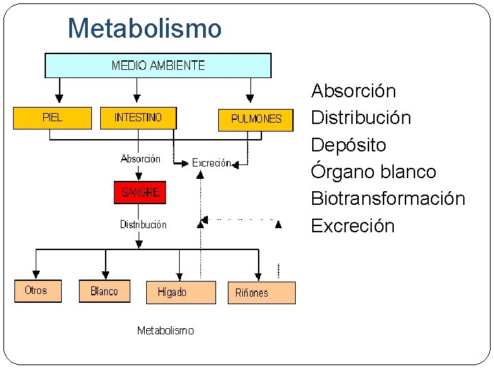 Metabolismo Absorción Distribución Depósito Órgano blanco Biotransformación Excreción 