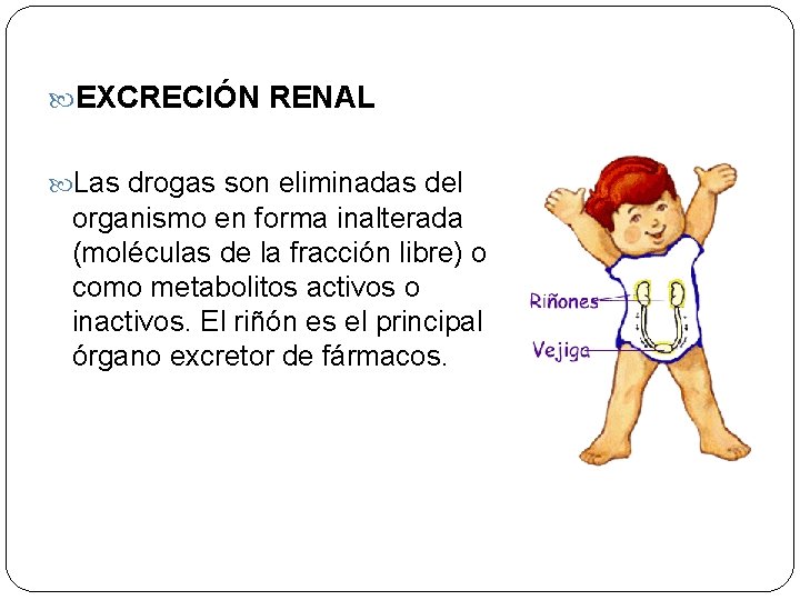  EXCRECIÓN RENAL Las drogas son eliminadas del organismo en forma inalterada (moléculas de