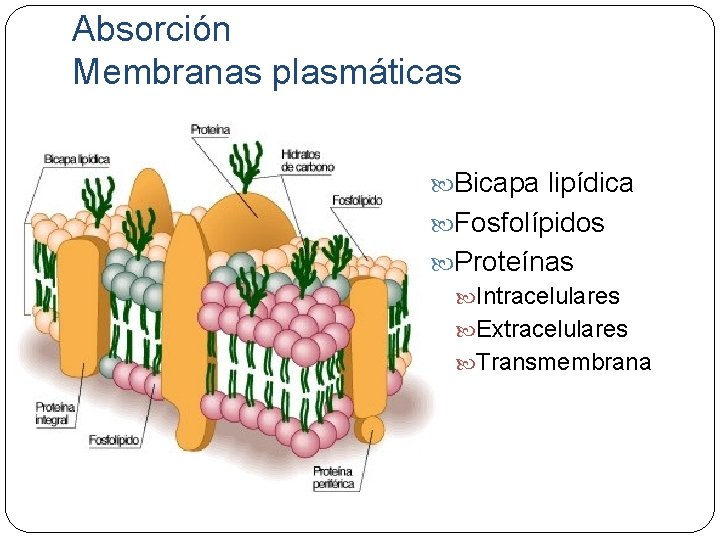 Absorción Membranas plasmáticas Bicapa lipídica Fosfolípidos Proteínas Intracelulares Extracelulares Transmembrana 