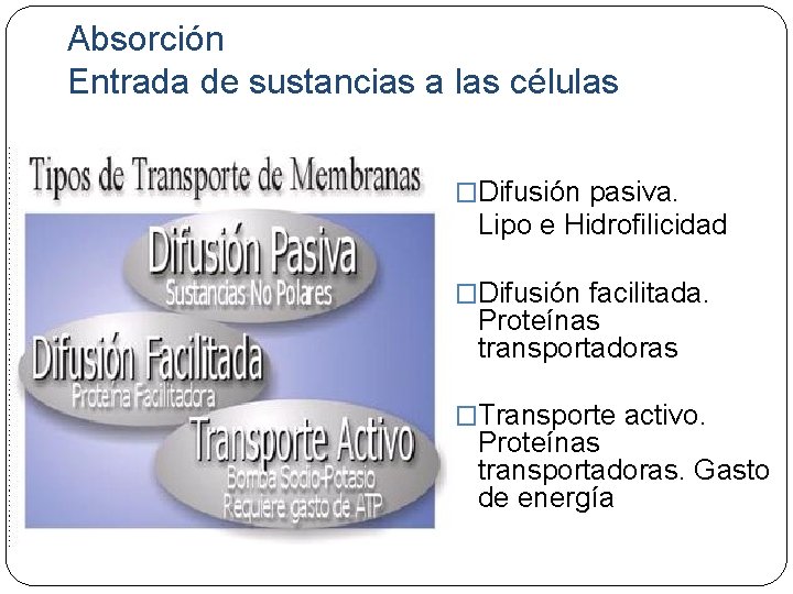 Absorción Entrada de sustancias a las células �Difusión pasiva. Lipo e Hidrofilicidad �Difusión facilitada.