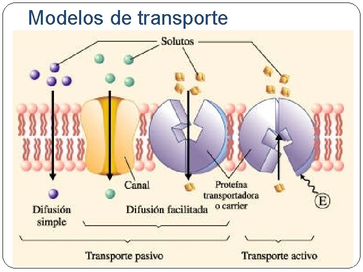 Modelos de transporte 