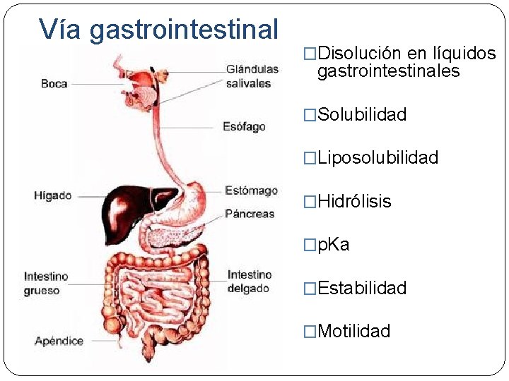 Vía gastrointestinal �Disolución en líquidos gastrointestinales �Solubilidad �Liposolubilidad �Hidrólisis �p. Ka �Estabilidad �Motilidad 