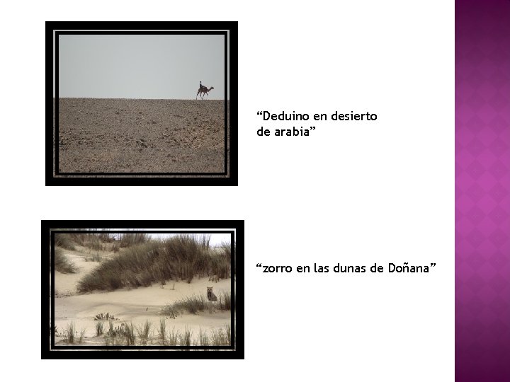 “Deduino en desierto de arabia” “zorro en las dunas de Doñana” 