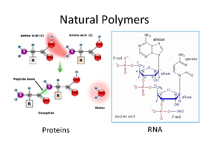 Natural Polymers Proteins RNA Natural Polymers Proteins RNA