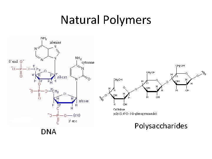 Natural Polymers DNA Polysaccharides 