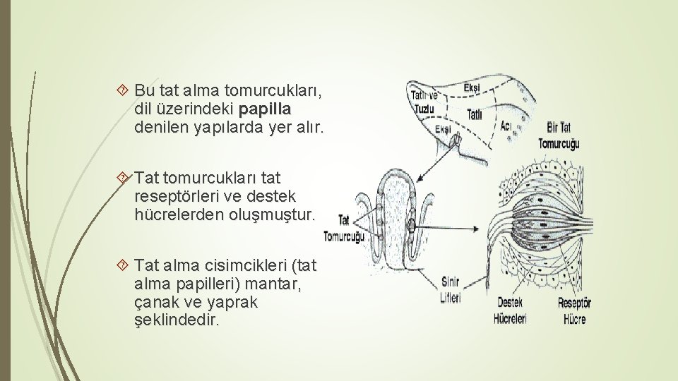 Bu tat alma tomurcukları, dil üzerindeki papilla denilen yapılarda yer alır. Tat tomurcukları Bu tat alma tomurcukları, dil üzerindeki papilla denilen yapılarda yer alır. Tat tomurcukları