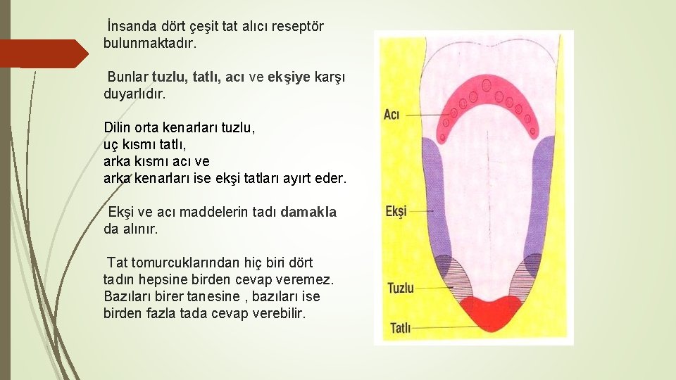 İnsanda dört çeşit tat alıcı reseptör bulunmaktadır. Bunlar tuzlu, tatlı, acı ve ekşiye karşı İnsanda dört çeşit tat alıcı reseptör bulunmaktadır. Bunlar tuzlu, tatlı, acı ve ekşiye karşı