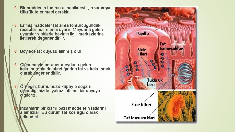 Bir maddenin tadının alınabilmesi için su veya tükrük te erimesi gerekir. Erimiş maddeler Bir maddenin tadının alınabilmesi için su veya tükrük te erimesi gerekir. Erimiş maddeler