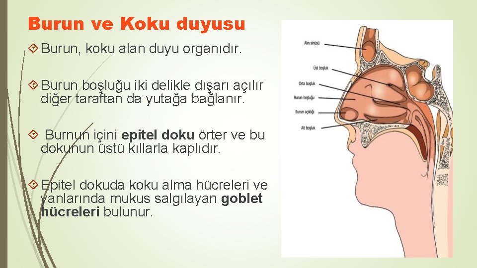 Burun ve Koku duyusu Burun, koku alan duyu organıdır. Burun boşluğu iki delikle dışarı Burun ve Koku duyusu Burun, koku alan duyu organıdır. Burun boşluğu iki delikle dışarı