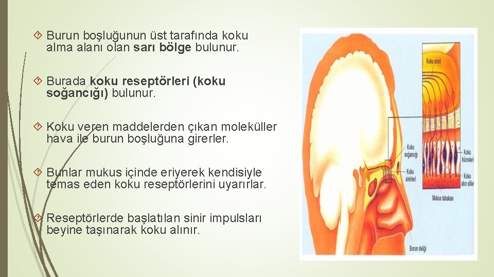 Burun boşluğunun üst tarafında koku alma alanı olan sarı bölge bulunur. Burada koku Burun boşluğunun üst tarafında koku alma alanı olan sarı bölge bulunur. Burada koku