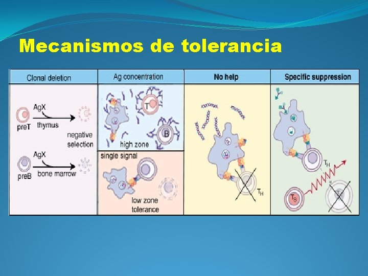 Mecanismos de tolerancia 