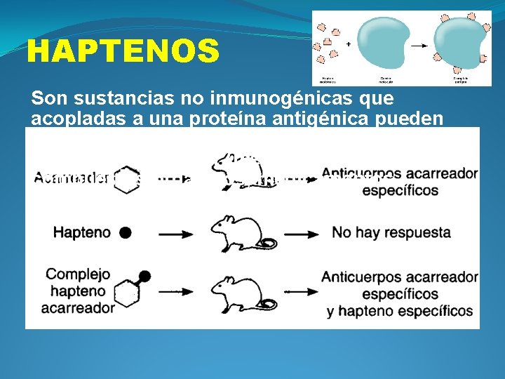 HAPTENOS Son sustancias no inmunogénicas que acopladas a una proteína antigénica pueden inducir Ac.