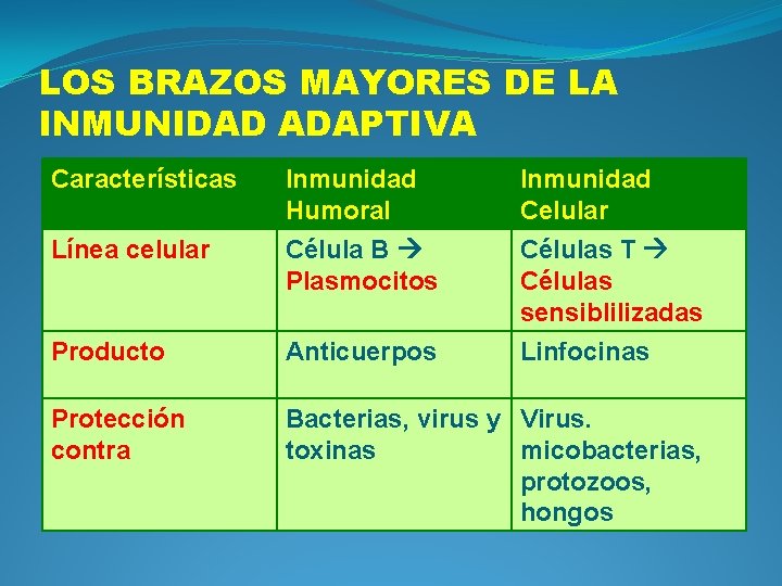 LOS BRAZOS MAYORES DE LA INMUNIDAD ADAPTIVA Características Línea celular Inmunidad Humoral Célula B