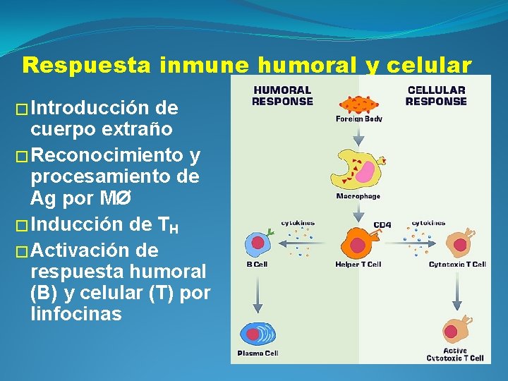 Respuesta inmune humoral y celular � Introducción de cuerpo extraño � Reconocimiento y procesamiento