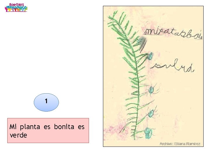 1 Mi planta es bonita es verde 1 Mi planta es bonita es verde