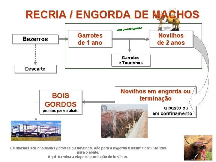 RECRIA / ENGORDA DE MACHOS Bezerros Garrotes de 1 ano Novilhos de 2 anos