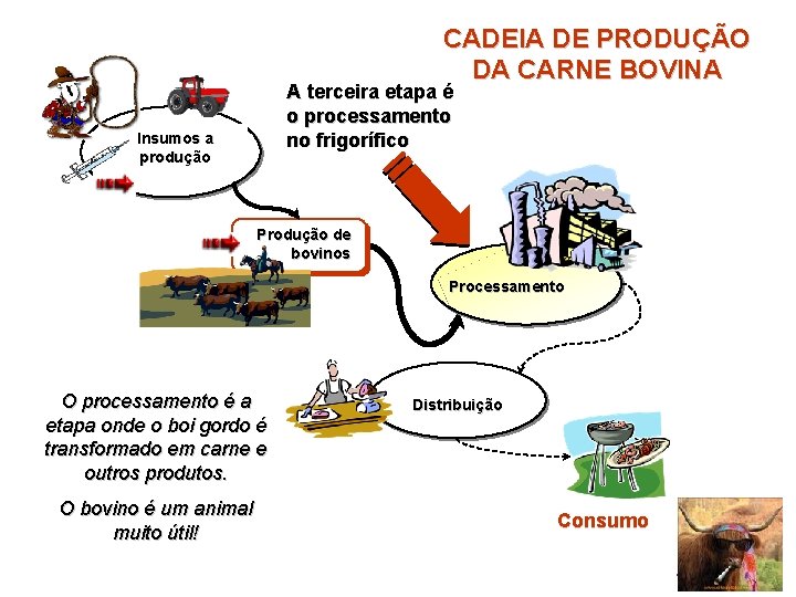 CADEIA DE PRODUÇÃO DA CARNE BOVINA A terceira etapa é o processamento no frigorífico