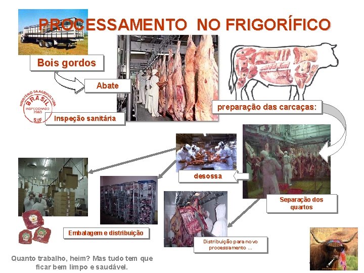 PROCESSAMENTO NO FRIGORÍFICO Bois gordos Abate preparação das carcaças: Inspeção sanitária desossa Separação dos