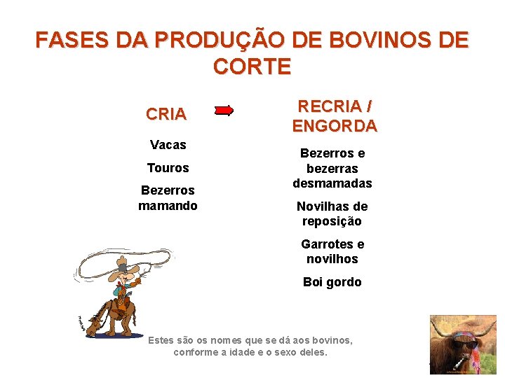 FASES DA PRODUÇÃO DE BOVINOS DE CORTE CRIA Vacas Touros Bezerros mamando RECRIA /