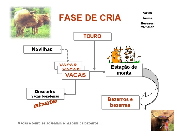 FASE DE CRIA TOURO Novilhas VACAS Estação de monta Descarte: vacas boiadeiras Vacas e