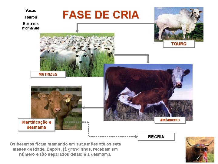 Vacas FASE DE CRIA Touros Bezerros mamando TOURO MATRIZES Identificação e desmama aleitamento RECRIA