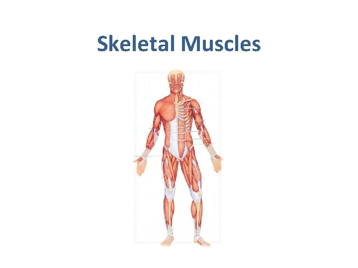 Skeletal Muscles 