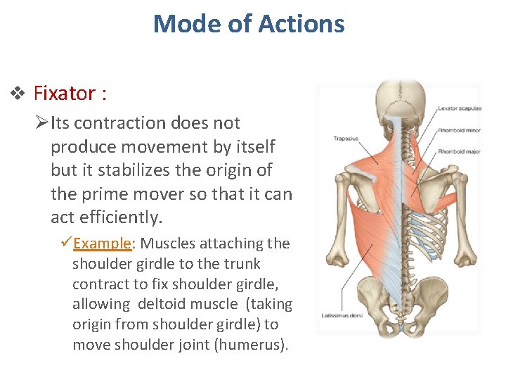 Skeletal Muscles Just For Fun Objectives V At