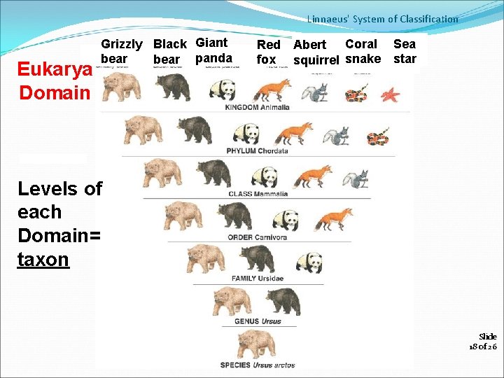 Linnaeus' System of Classification Eukarya Domain Grizzly Black Giant bear panda Coral Sea Red