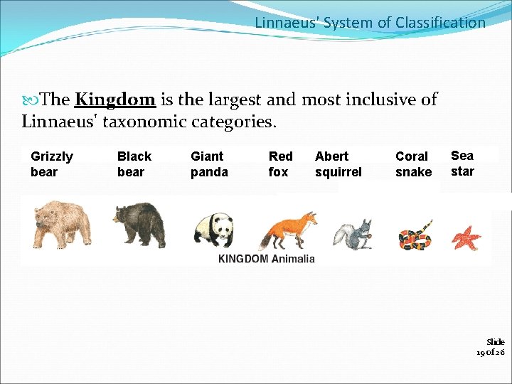 Linnaeus' System of Classification The Kingdom is the largest and most inclusive of Linnaeus'