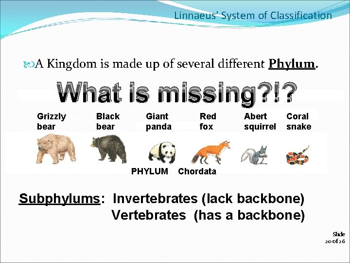 Linnaeus' System of Classification A Kingdom is made up of several different Phylum. What